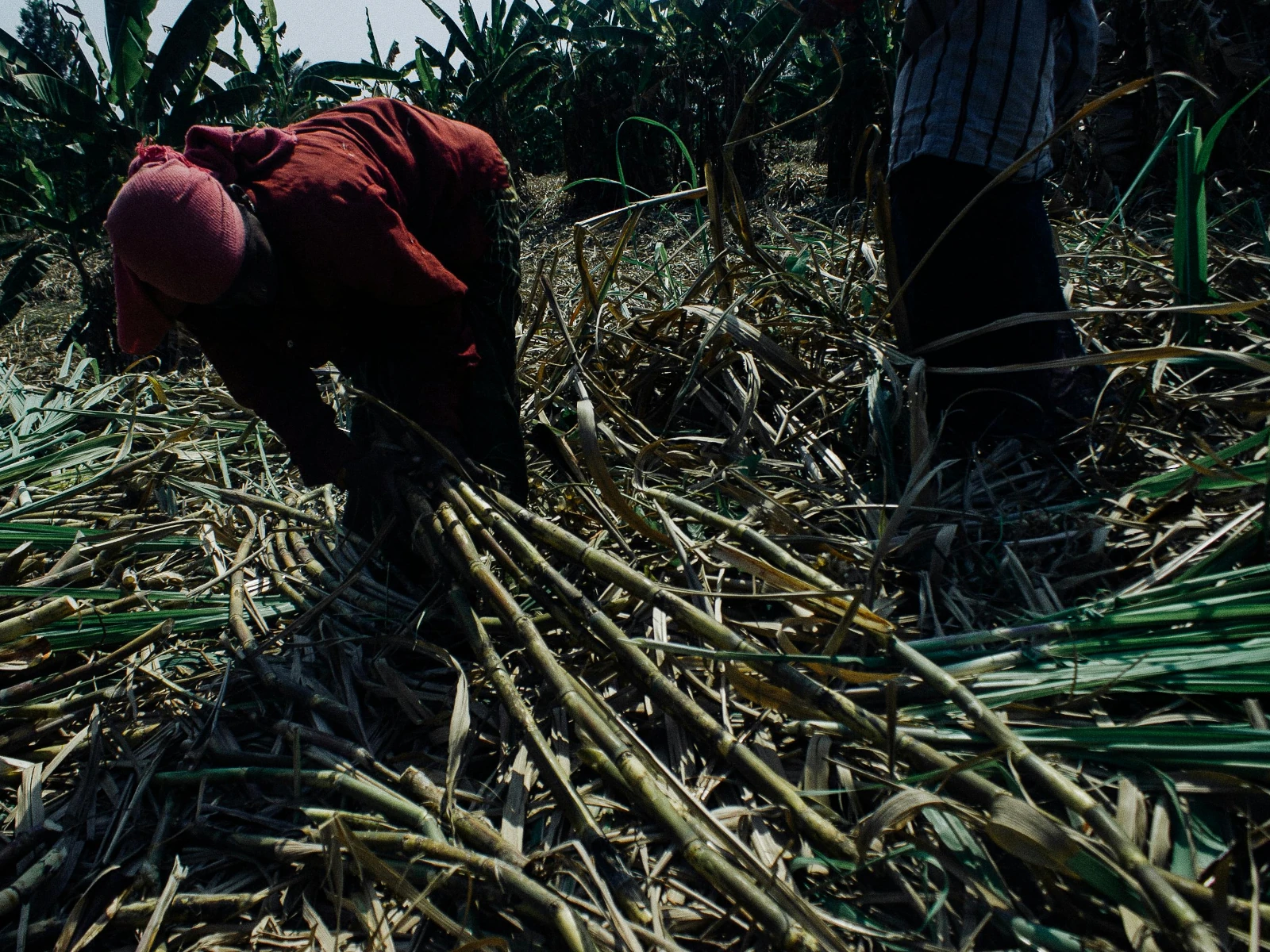 Pexels plato terentev 3804555